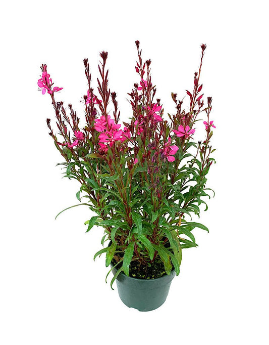 Gaura 'Belleza Compact Light Pink' 6 Inch - The Garden Corner