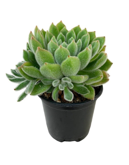 Echeveria setosa Rose & Purpus Quart - The Garden Corner