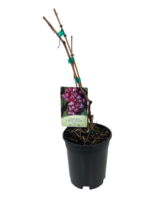 Vitis spp. 'Einset Seedless' - The Garden Corner
