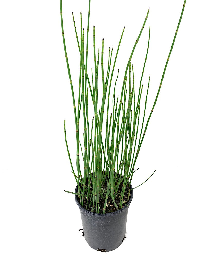 Equisetum hyemale