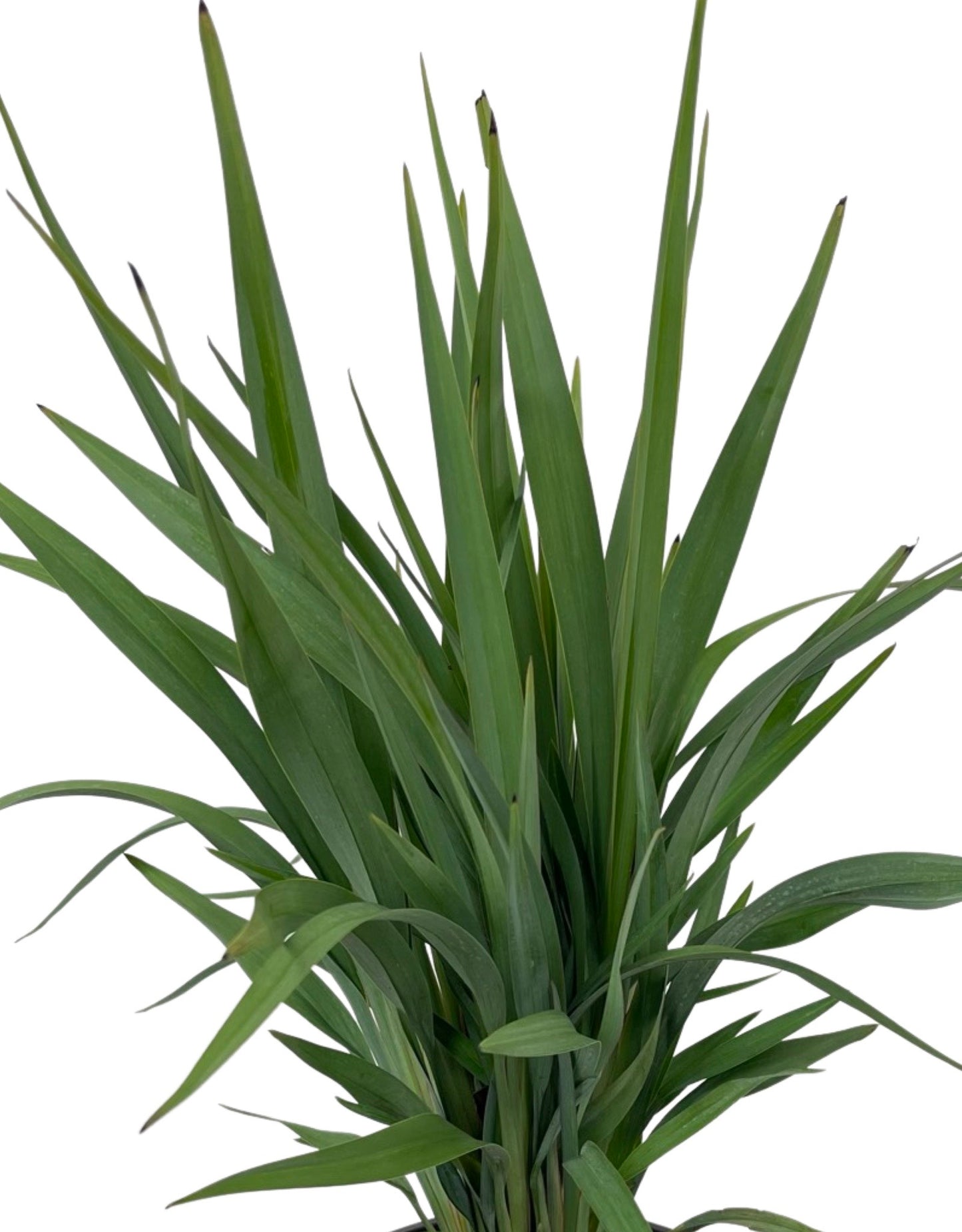 Dianella hybrid 'Clarity Blue'