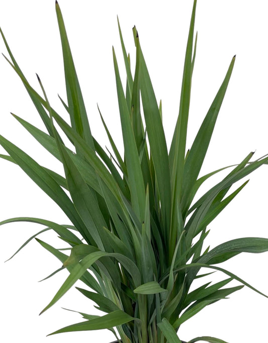 Dianella hybrid 'Clarity Blue'