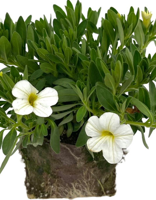 Calibrachoa 'Conga White'