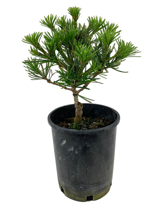Sciadopitys verticillata 'Picola'