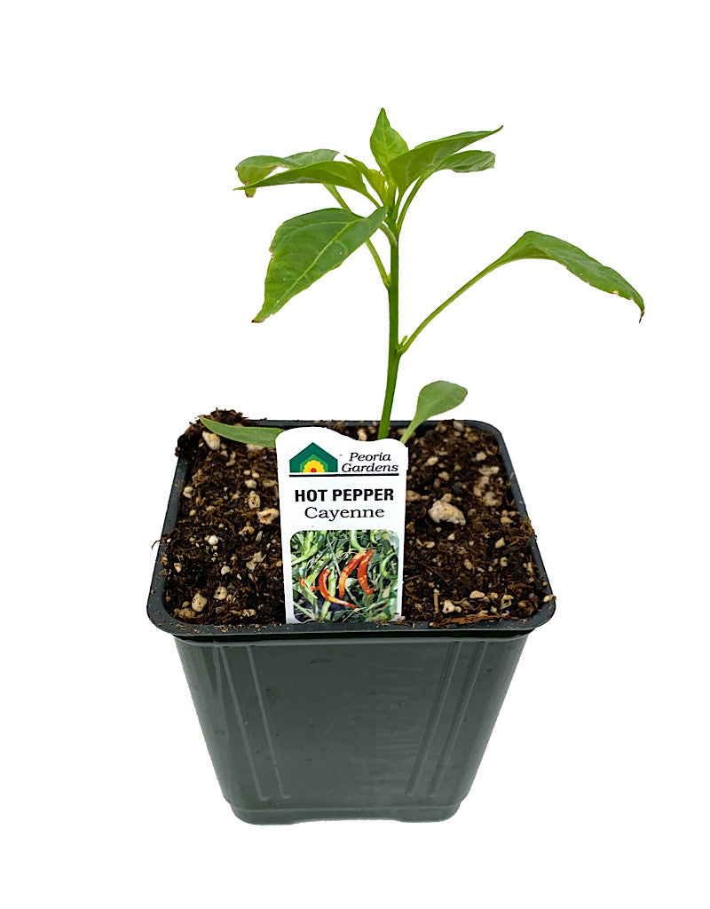 Pepper 'Cayenne'