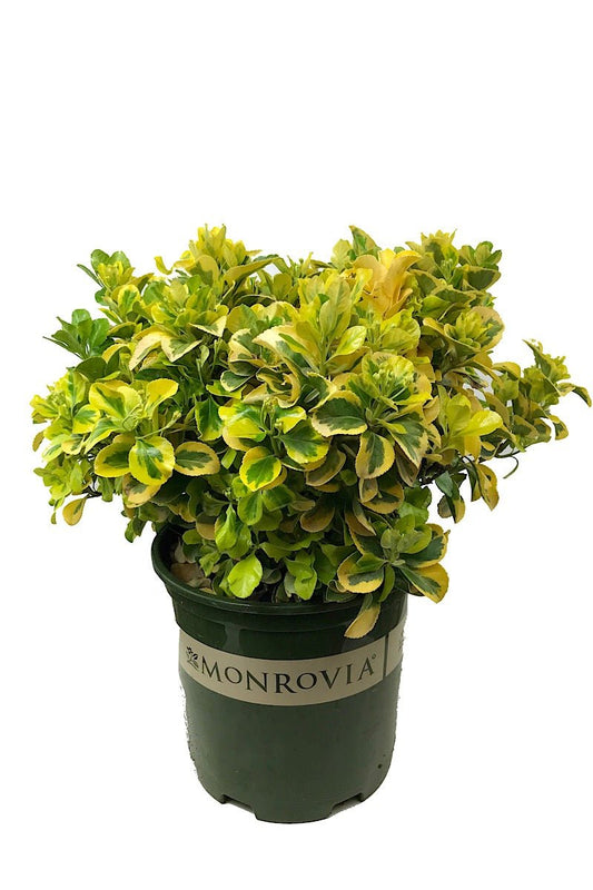 Euonymus jaonicus 'Aureo - Marginatus' 2 Gallon - The Garden Corner