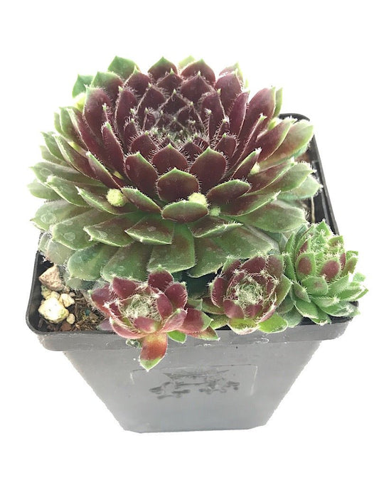 Sempervivum 'Pilioseum' 4 Inch - The Garden Corner