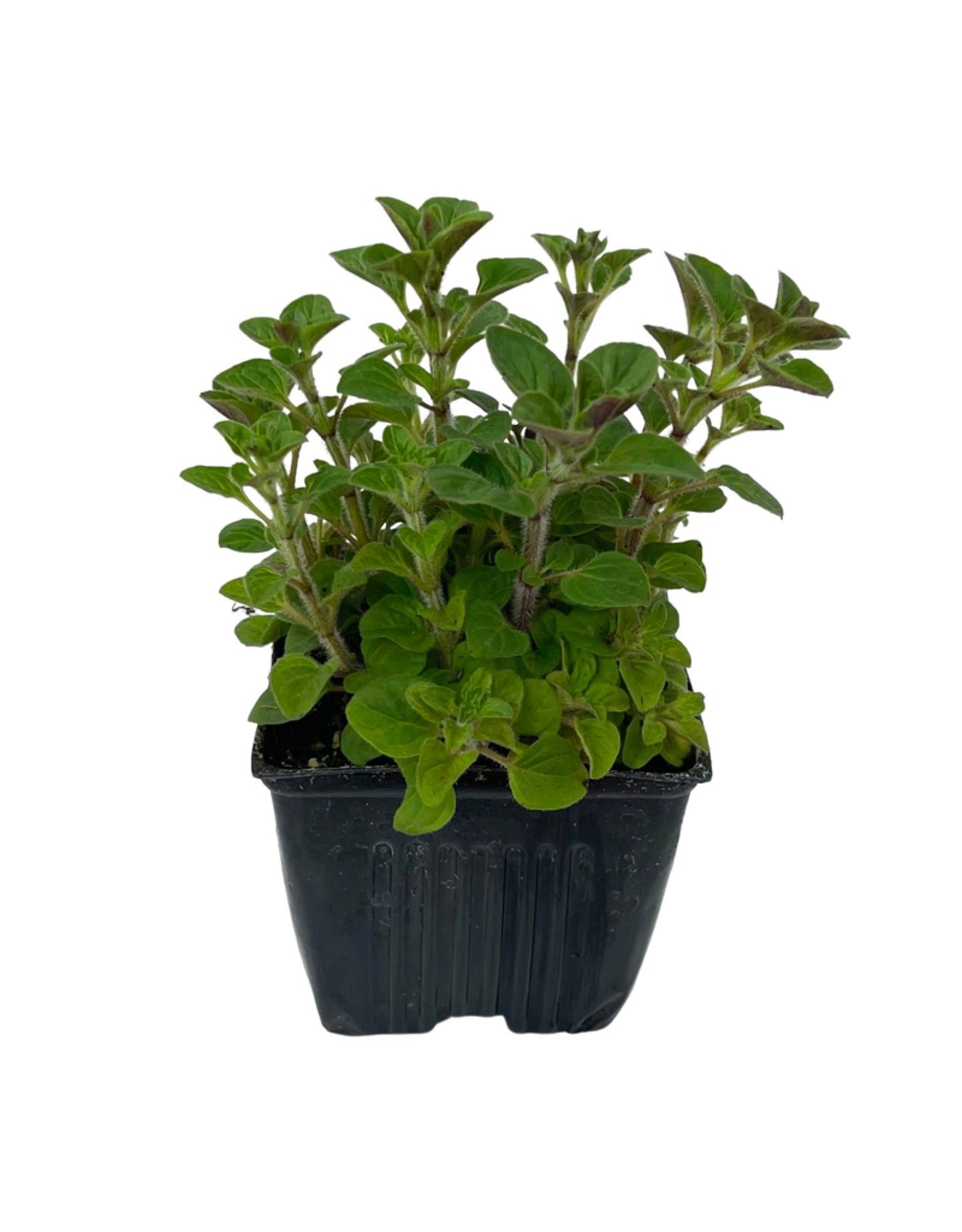 Oregano 'Greek'