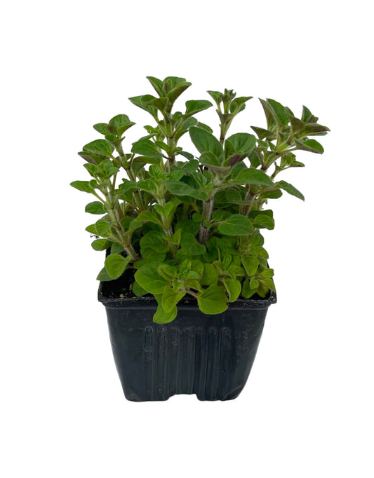 Oregano 'Greek'