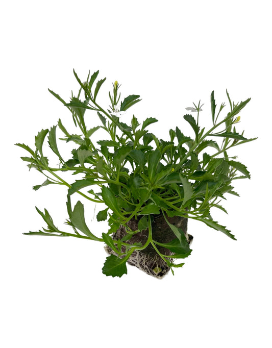 Lobelia 'Laguna White'