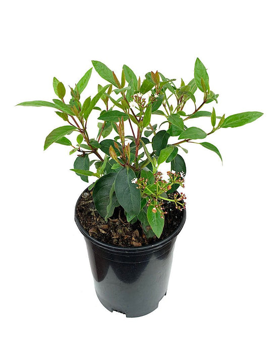 Viburnum tinus 'Spring Bouquet' 1 Gallon - The Garden Corner