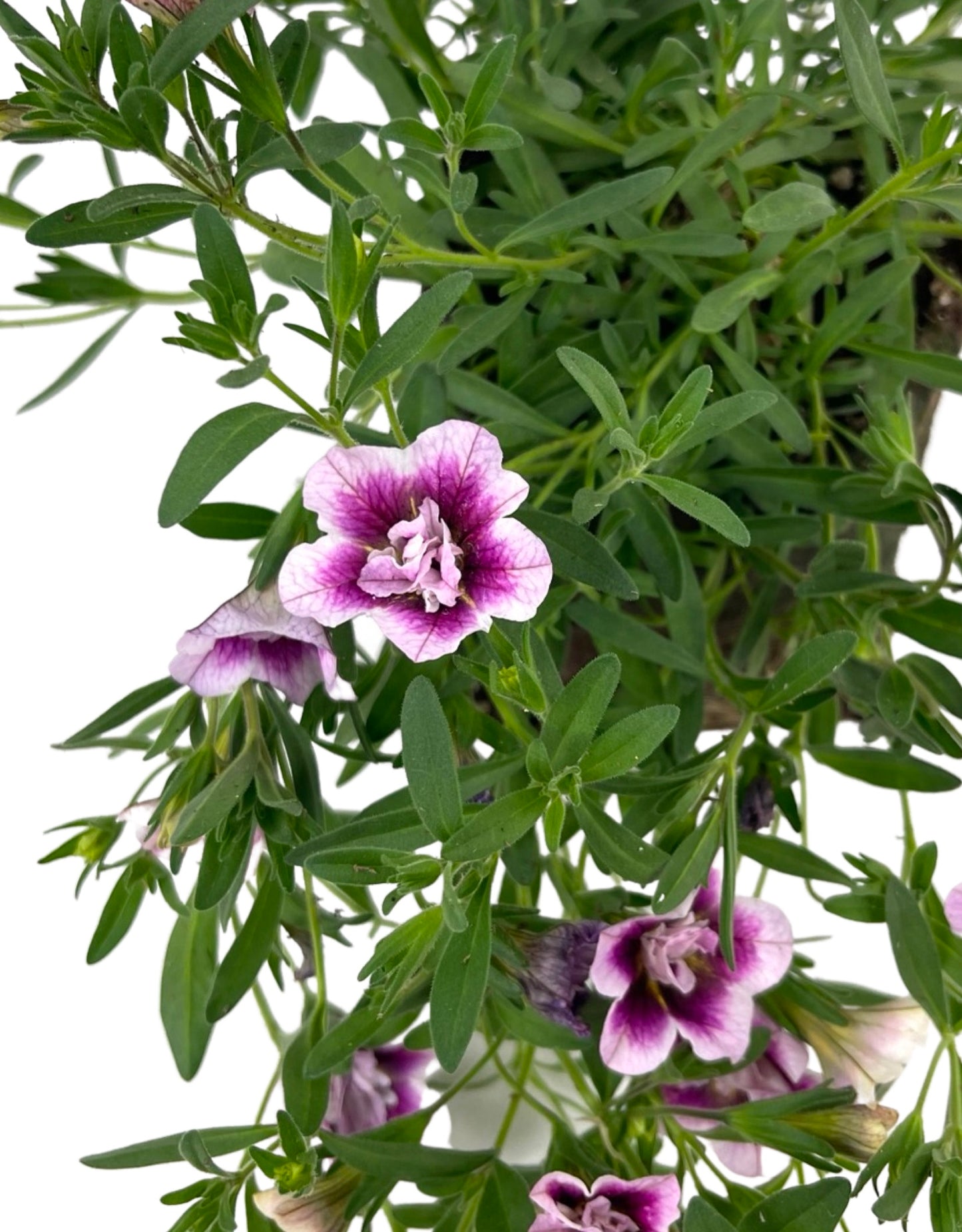 Calibrachoa 'MiniFamous Double Pinktastic'