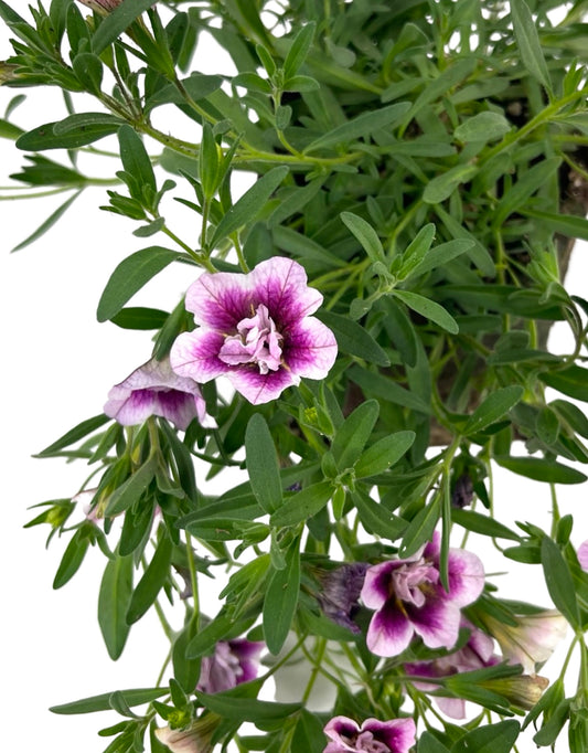 Calibrachoa 'MiniFamous Double Pinktastic'