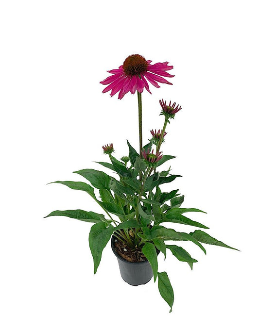 Echinacea 'Kismet Raspberry' Quart - The Garden Corner