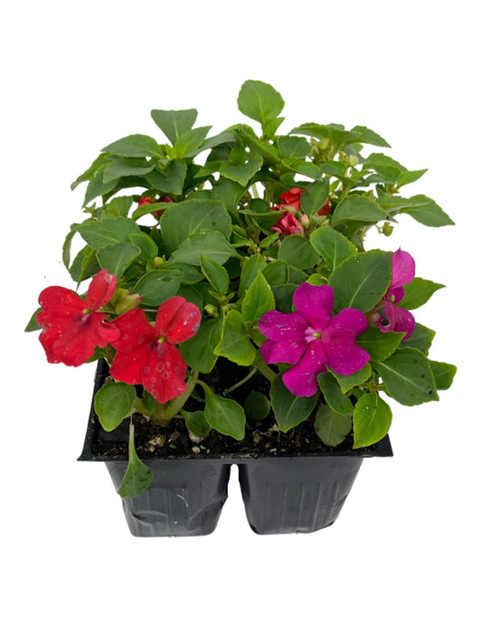 Impatiens 'Beacon Sanibel Mix'
