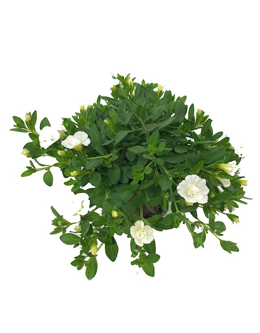 Calibrachoa 'Minifamous Double White'