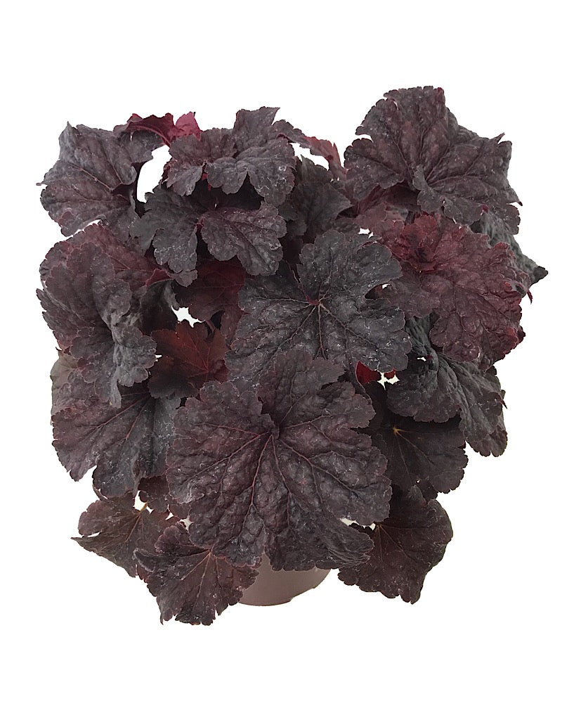 Heuchera 'Cajun Fire'