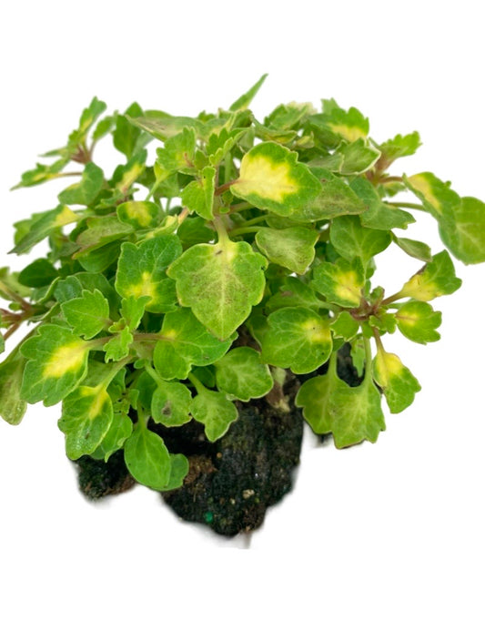 Coleus 'Great Falls Yosemite'