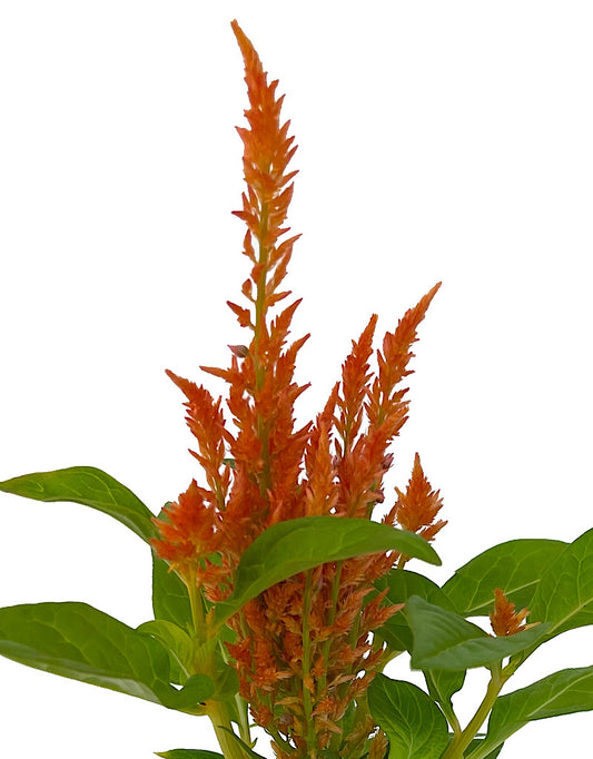 Celosia 'Fresh Look Orange' 4 Inch
