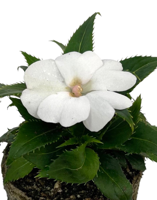 Sunpatiens 'Compact White' - The Garden Corner