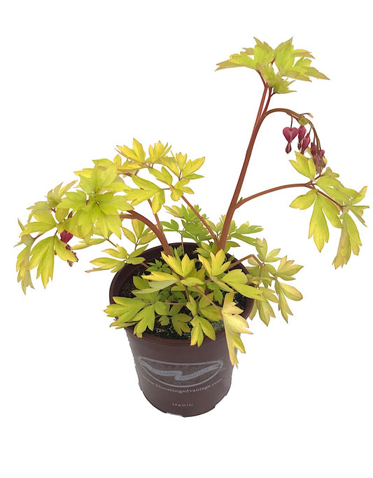 Dicentra 'Gold Heart'
