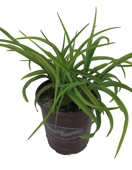 Hemerocallis 'Hyperion' - 1 gal - The Garden Corner