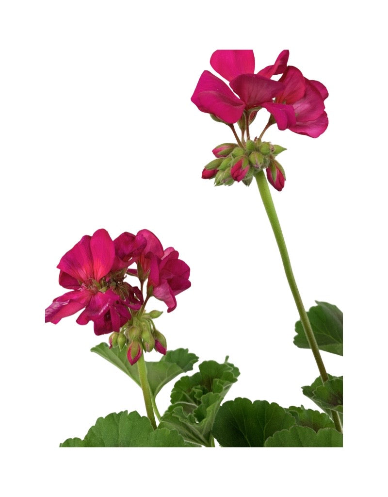 Geranium Zonal 'Rocky Mountain Violet'