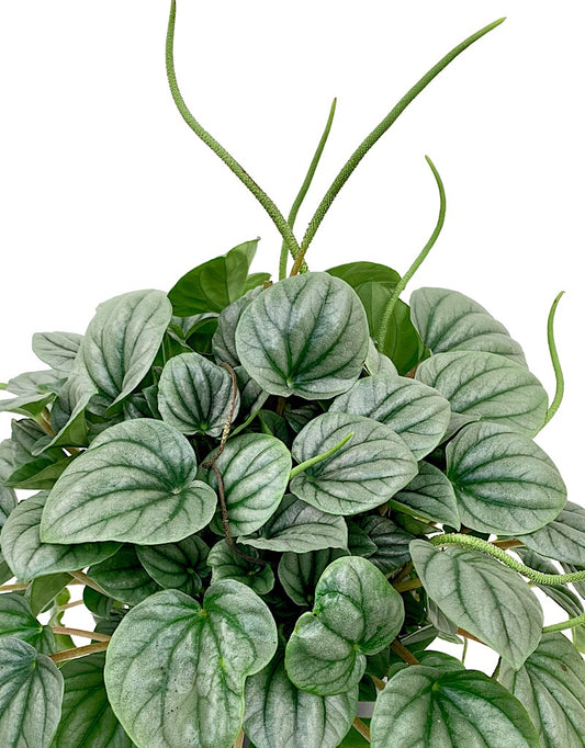 Peperomia griseoargentea  6 inch