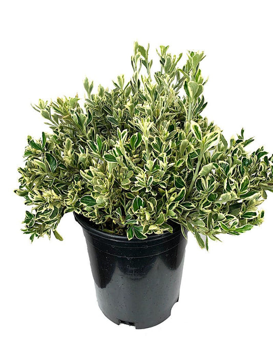 Euonymus j. 'Silver Princess' 1 gal - The Garden Corner