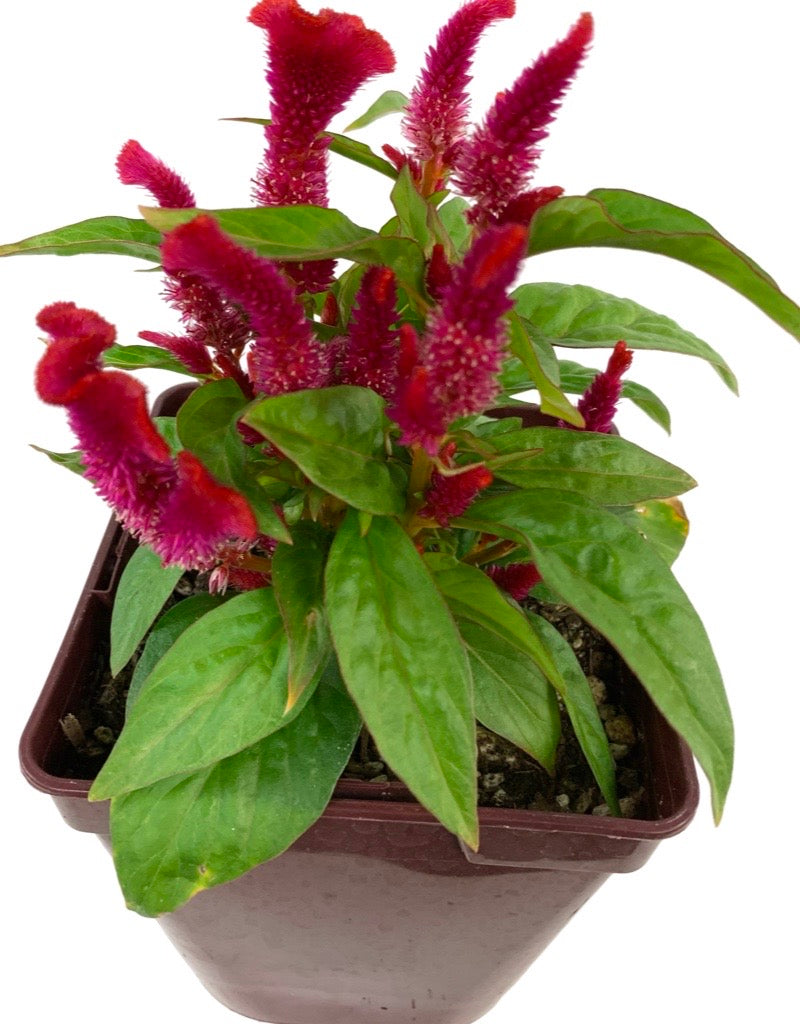 Celosia 'Twisted Strawberry' Quart