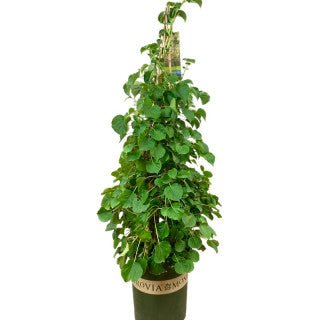 Hydrangea anomala petiolaris - The Garden Corner