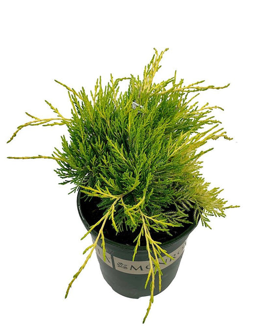 Juniperus communis 'Gold Coast' 1 Gal - The Garden Corner