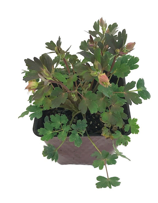 Aquilegia canadensis 'Little Lanterns' - 4 inch - The Garden Corner