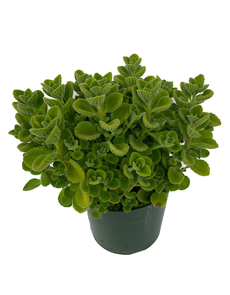 Plectranthus 'Cuban Oregano'