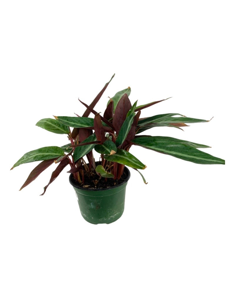 Stromanthe sanguinea
