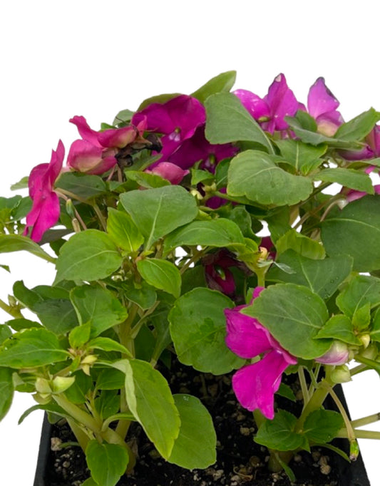 Impatiens 'Beacon Violet Shades'