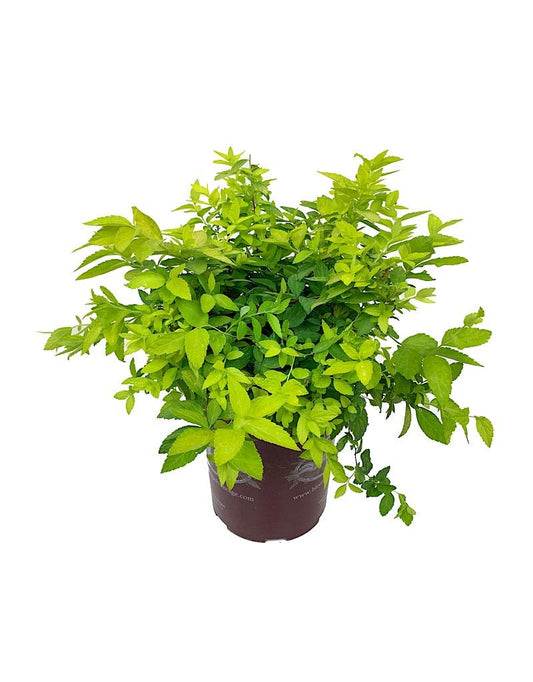 Spirea j. 'White Gold' 1 gal - The Garden Corner