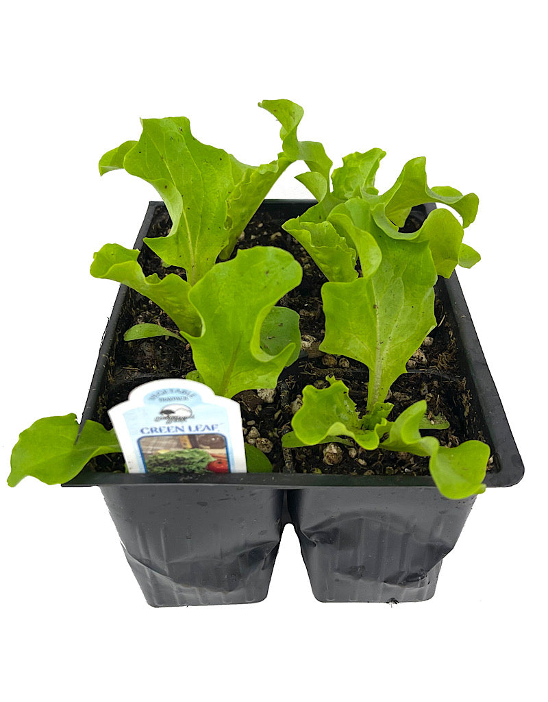 Lettuce 'Green Leaf'