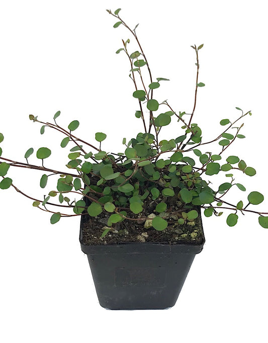 Muehlenbeckia complexa