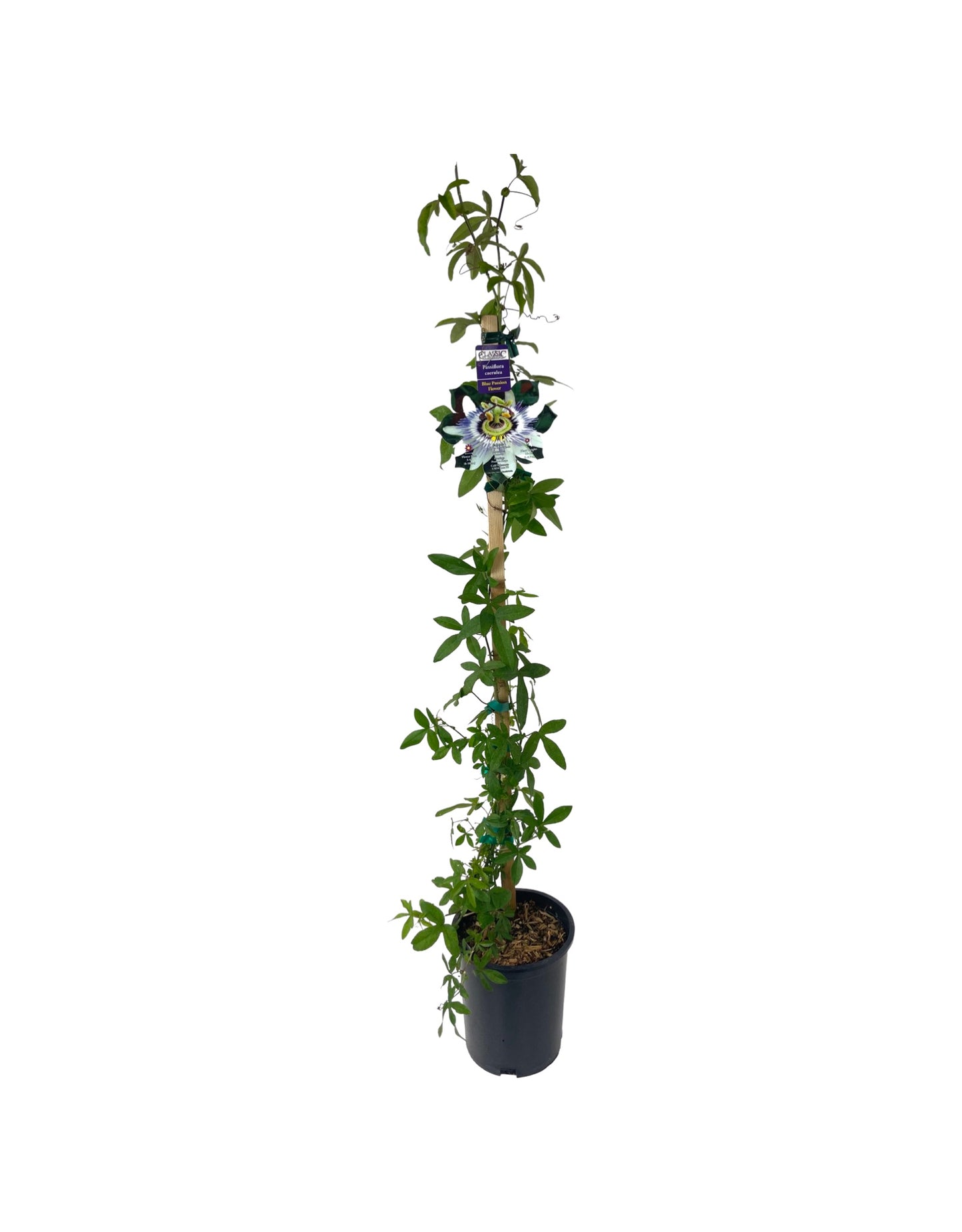 Passiflora caerulea 1 Gallon