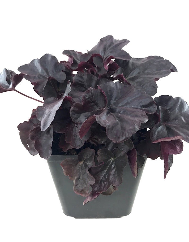 Heuchera 'Obsidian' - Perennials