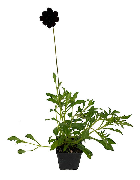 Cosmos 'Choca Mocha' 4 Inch - The Garden Corner