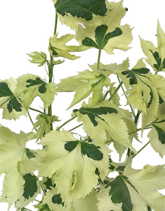 Abutilon 'Savitzii' - Quart