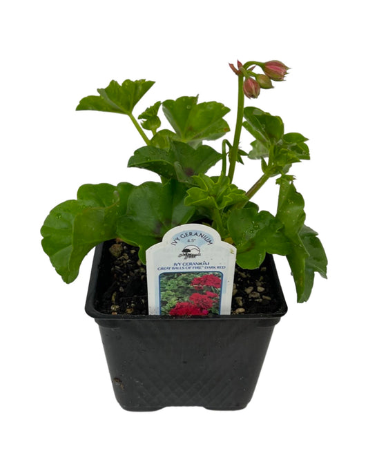 Ivy Geranium 'Great Balls of Fire Dark Red'