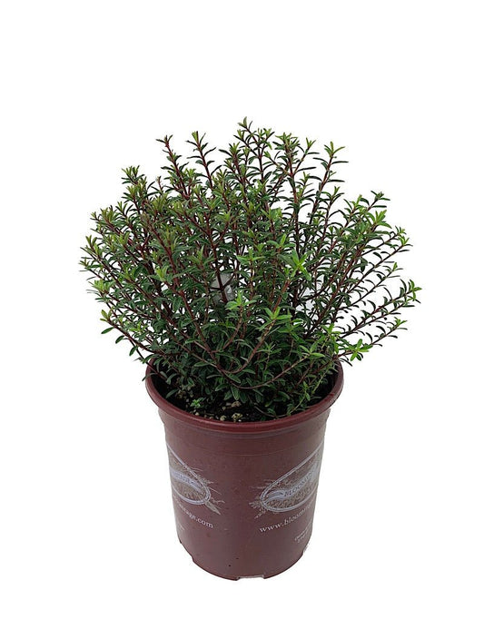 Hebe anomala 'Purpurea Nana' - The Garden Corner