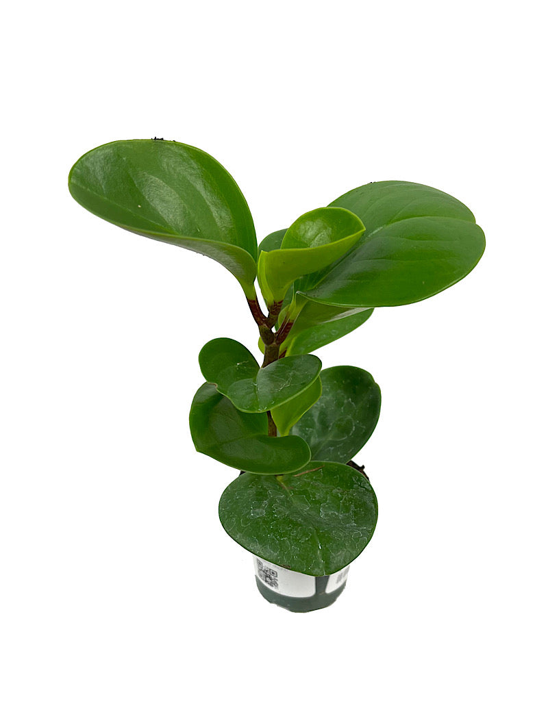 Peperomia obtusifolia