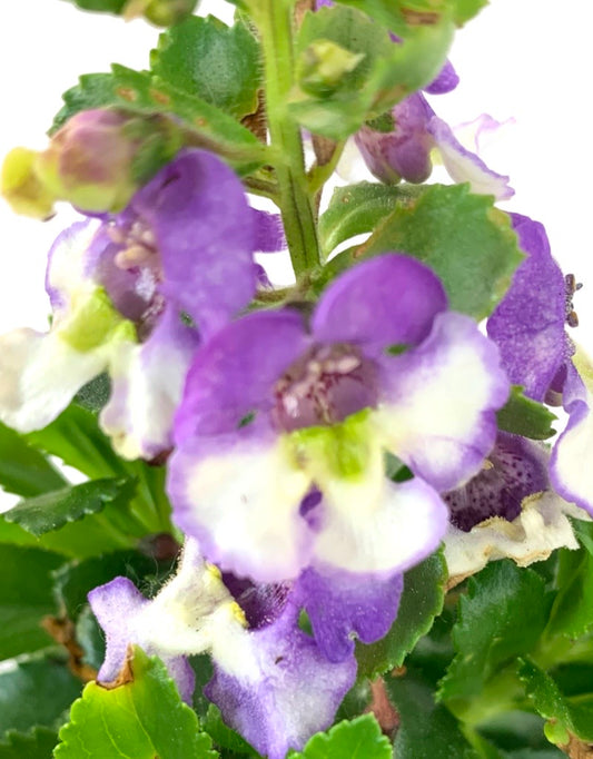 Angelonia  Alonia 'Big Bicolor Purple'