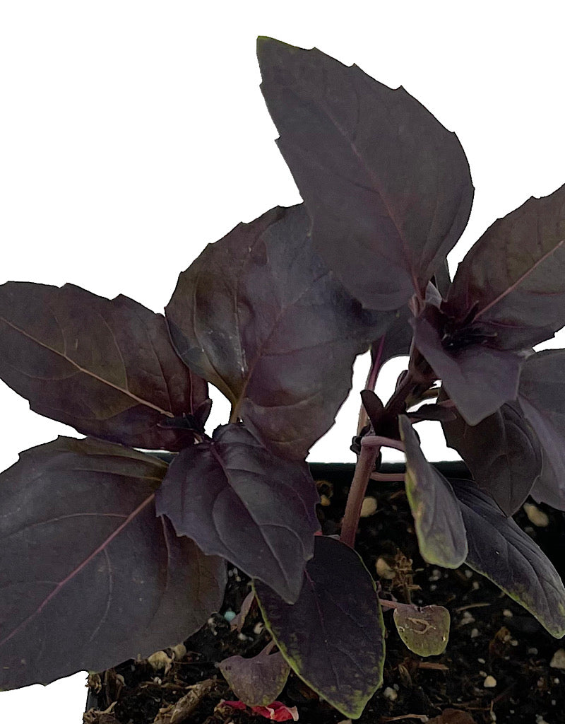 Basil 'Red Rubin' 4 inch