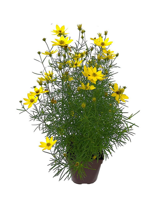 Coreopsis 'Tweety' Quart - The Garden Corner