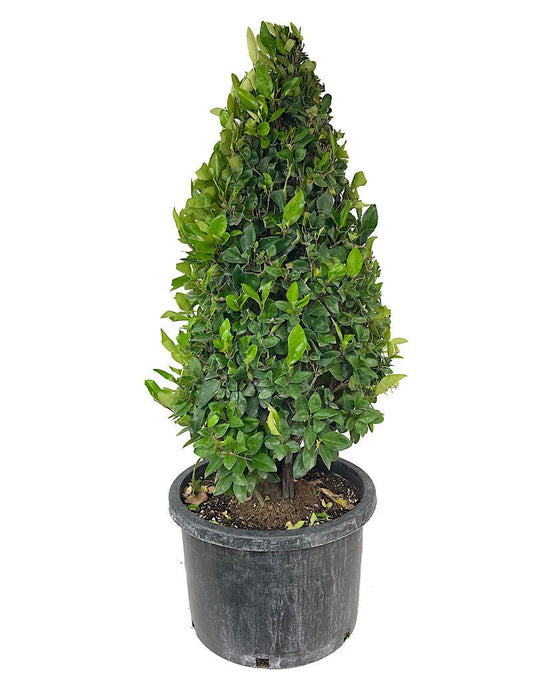 Ligustrum japonicum 'Texanum' 10 Gallon Cone - The Garden Corner